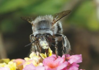 Native Bees in America Image